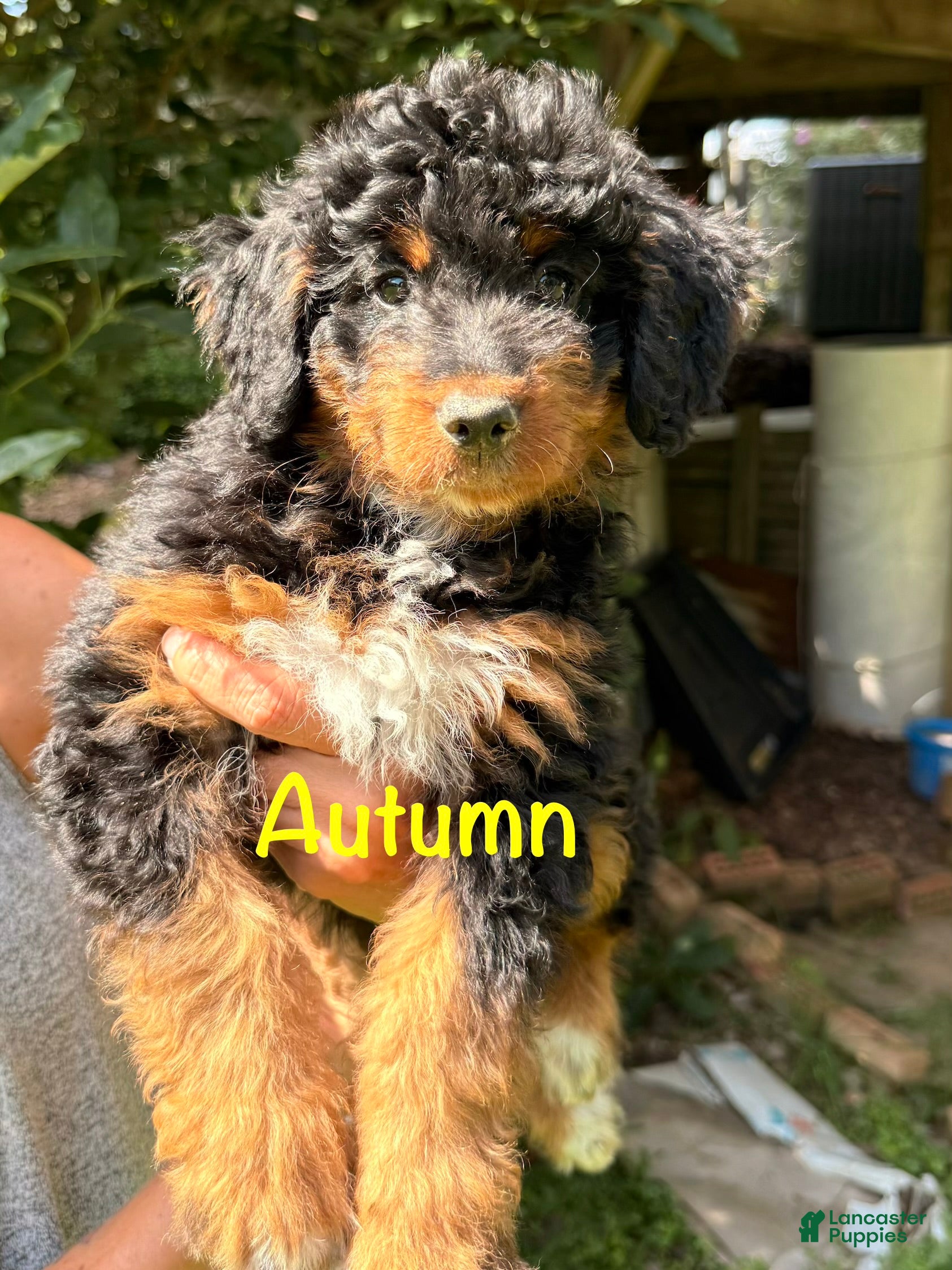 Autumn