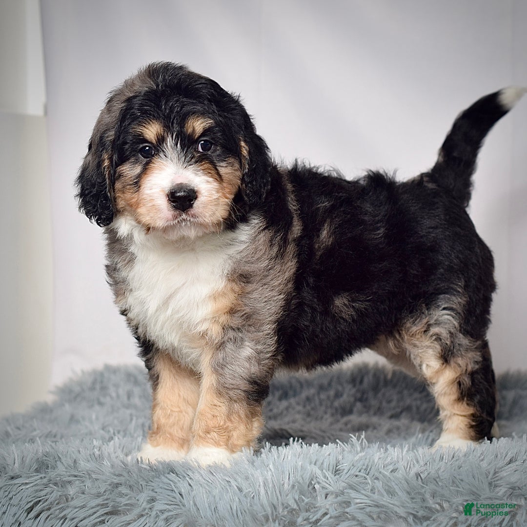 Bernedoodle dogs for sale: Ms. Scarlett - Ad 5