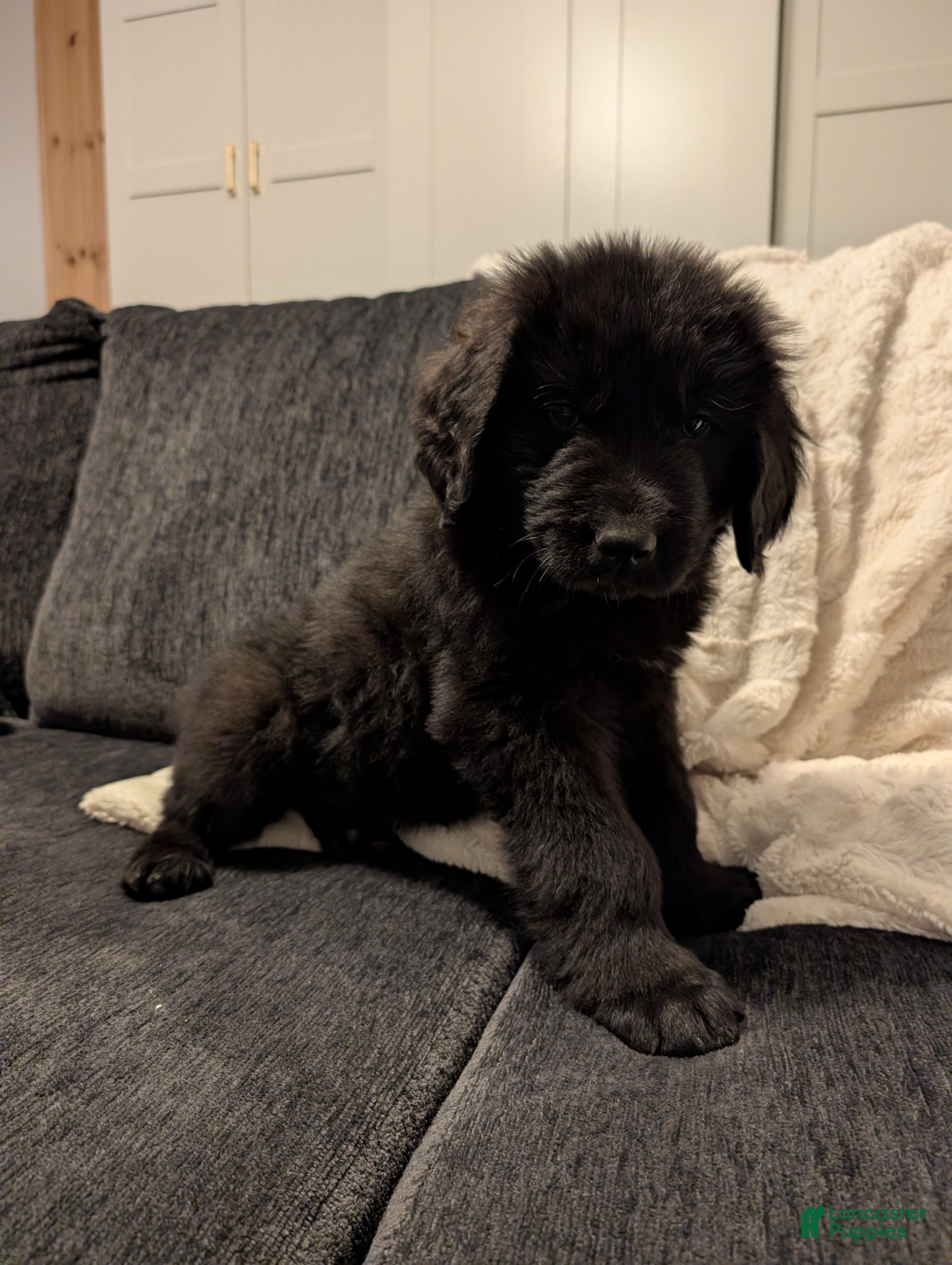 Newfoundland dogs Hero - Ad 36