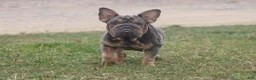 French Bulldog dogs for sale: Aspen - Ad 4