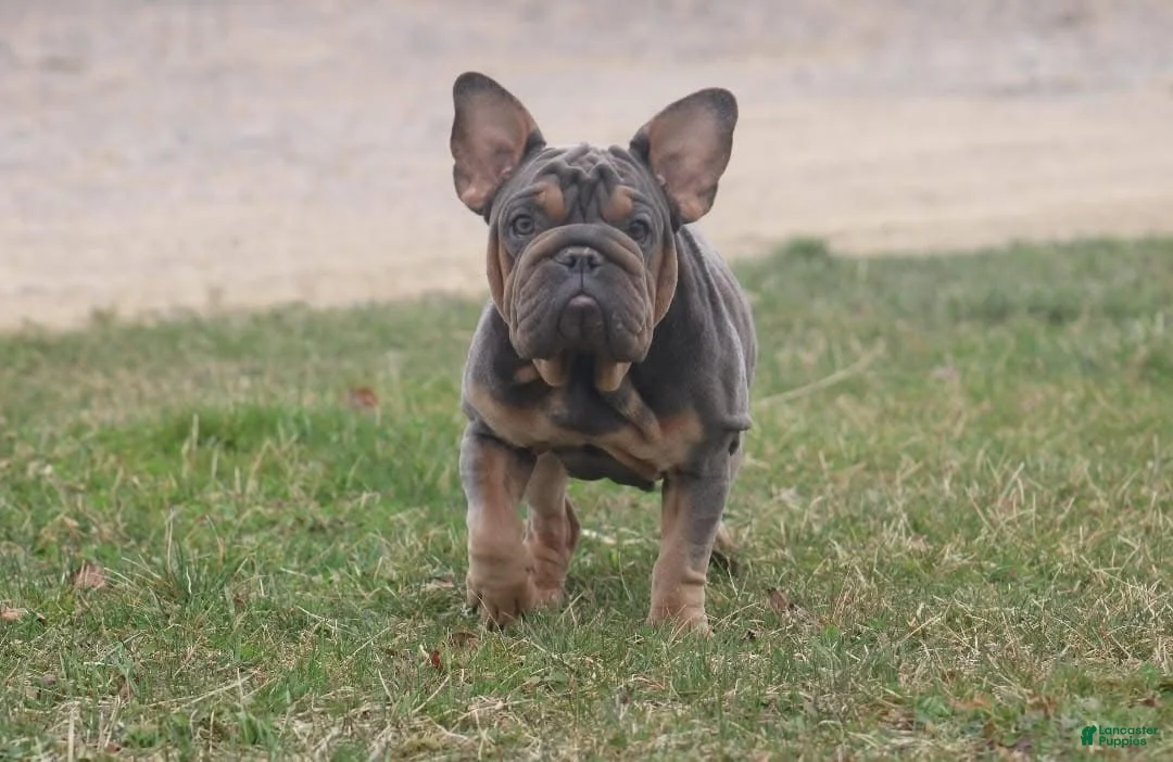 French Bulldog dogs for sale: Aspen - Ad 4