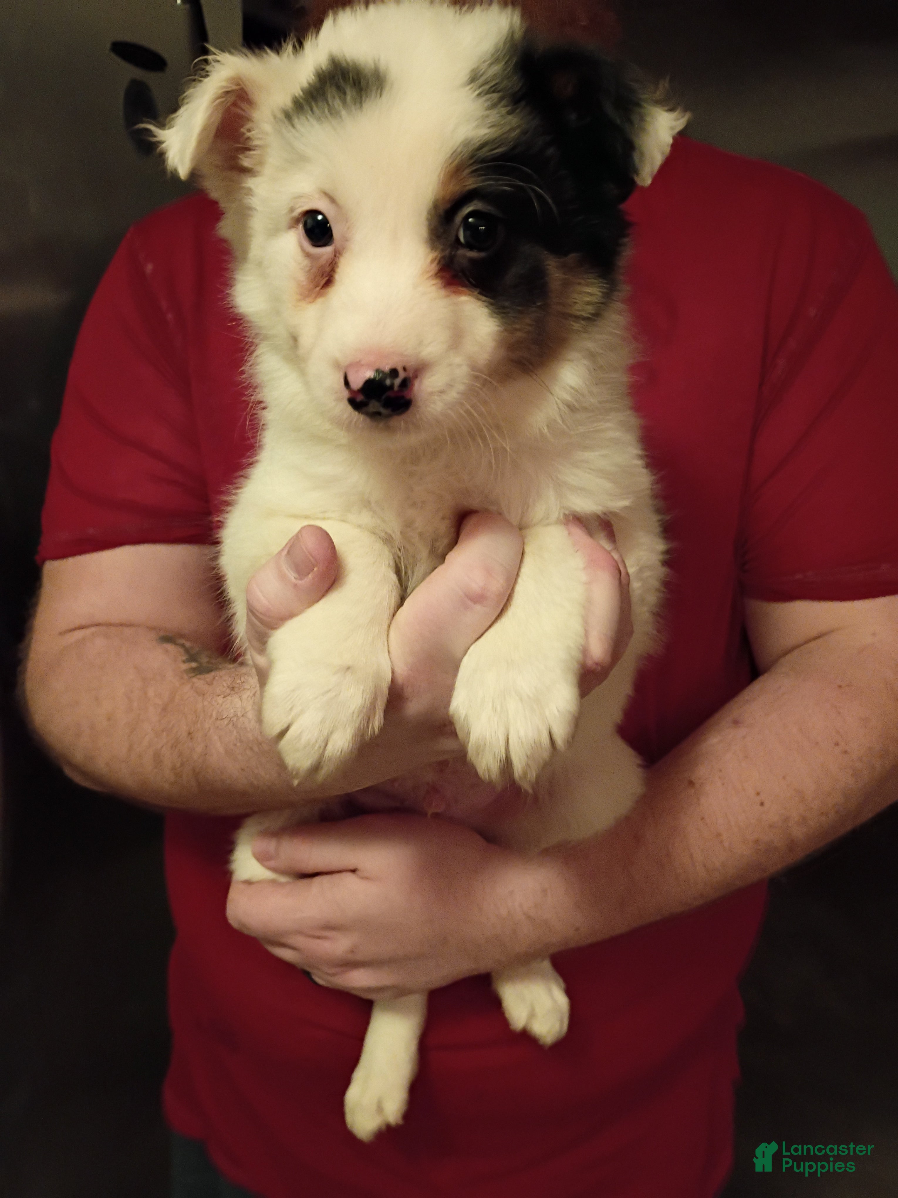 Mixed Breed dogs Hank - Ad 8