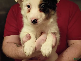 Mixed Breed dogs Hank - Ad 8