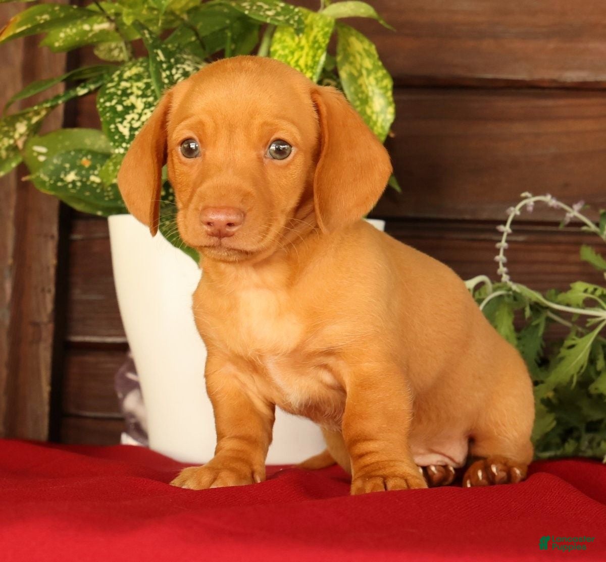 Miniature Dachshund dogs Rocky - Ad 1