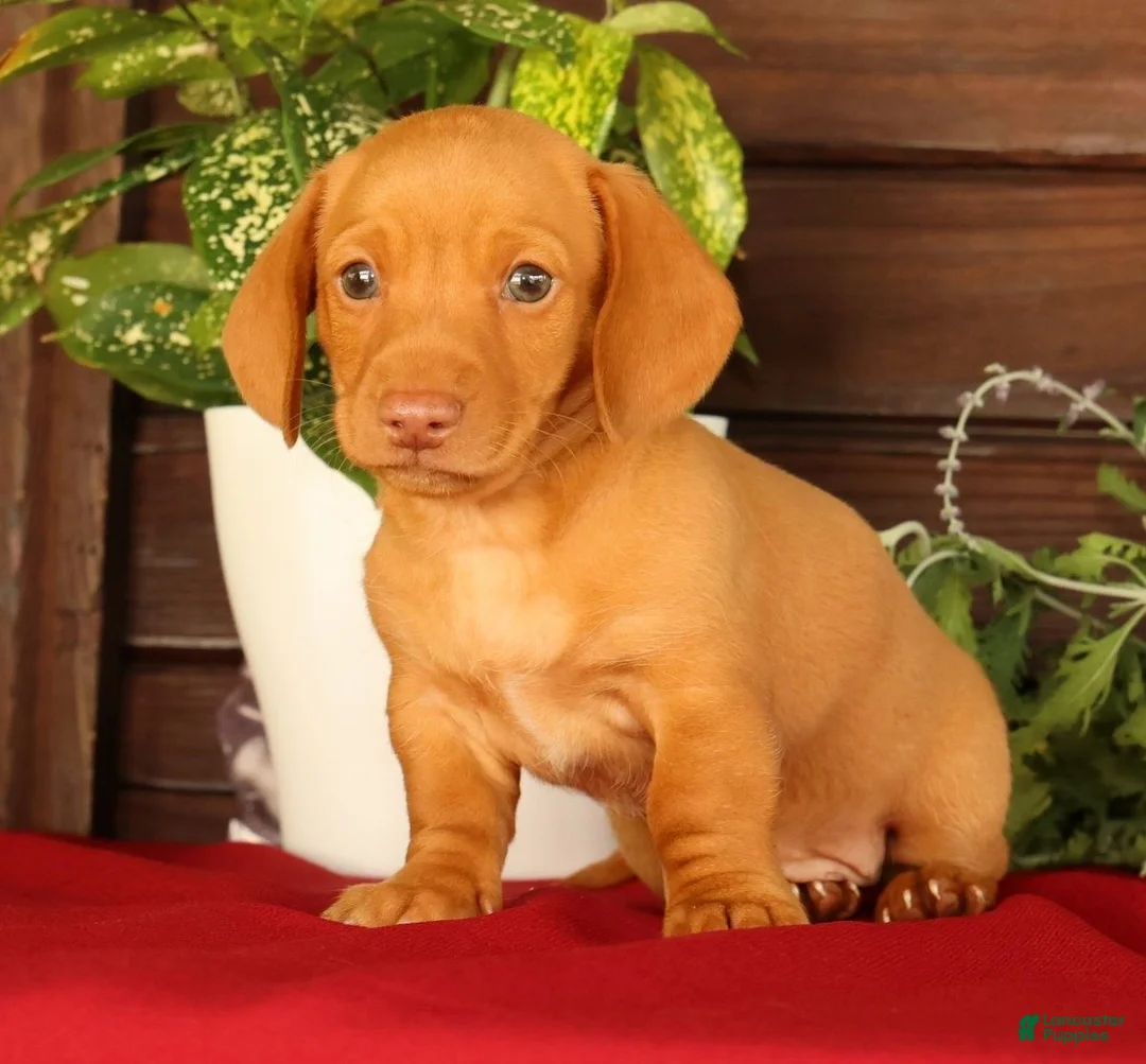 Miniature Dachshund dogs for sale: Rocky - Ad 1