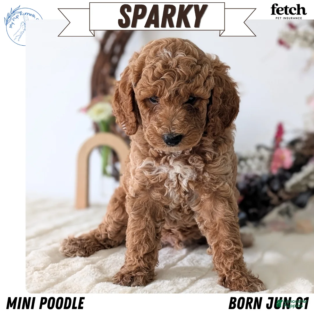 Miniature Poodle dogs for sale: Sparky - Ad 1