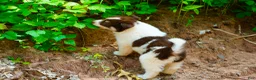 Mixed Breed dogs for sale: Mixed Breed 1 - Ad 2