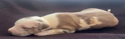 American Bully dogs for sale: American Bully 2 - Ad 4