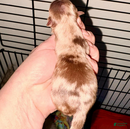 Pomeranian dogs Nova - Ad 4