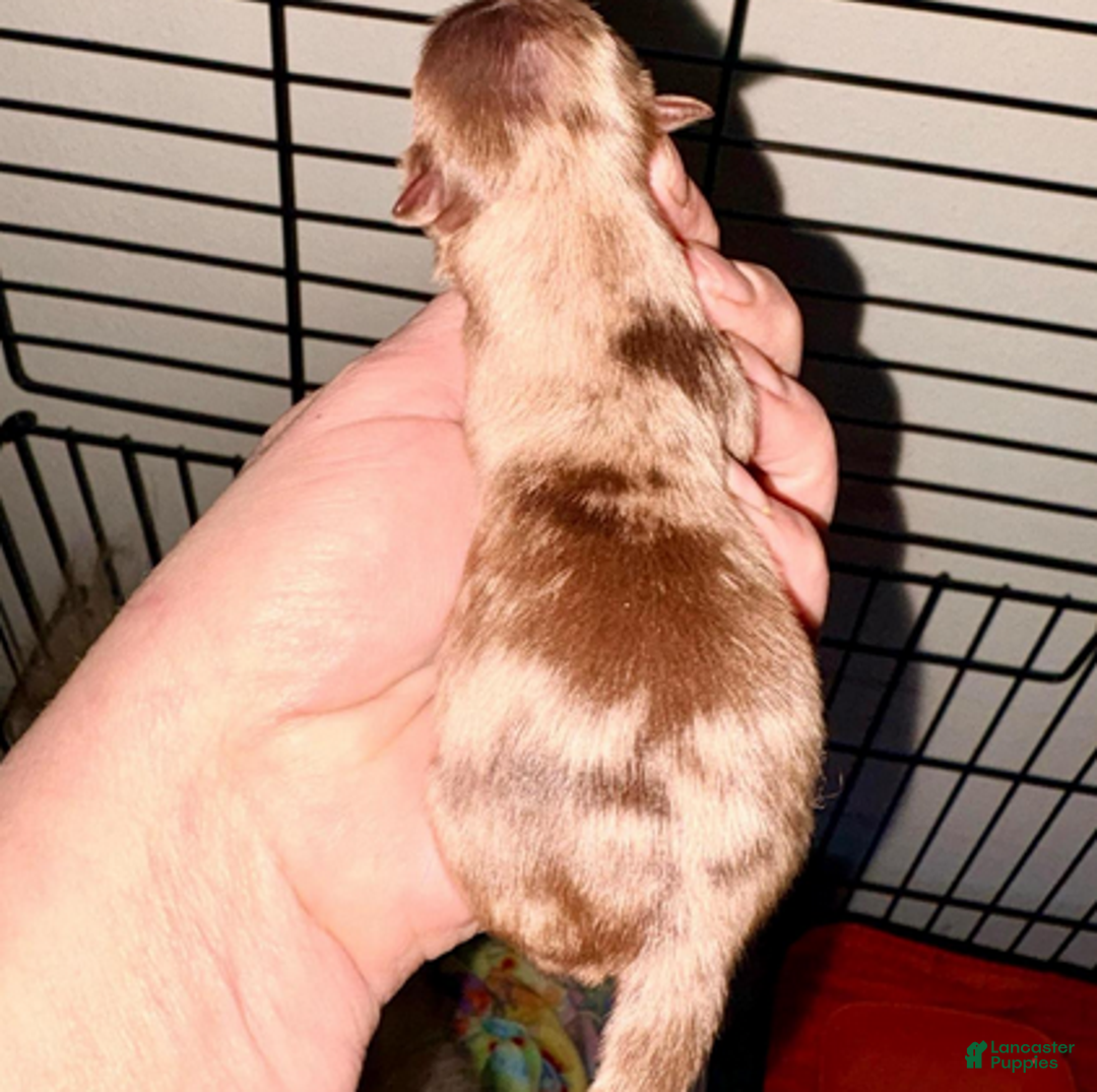 Pomeranian dogs for sale: Nova - Ad 1