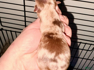 Pomeranian dogs Nova - Ad 4