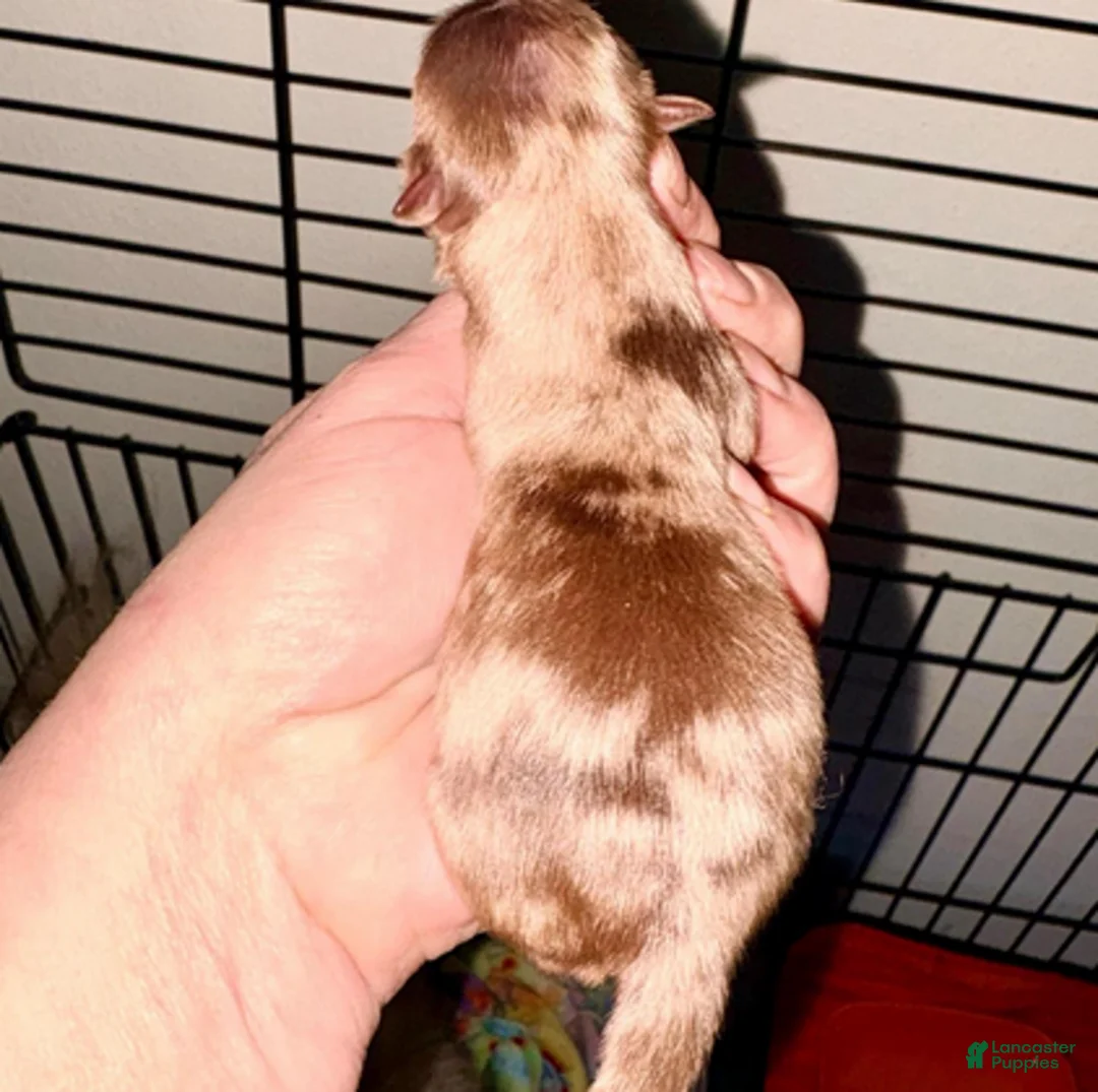 Pomeranian dogs for sale: Nova - Ad 1