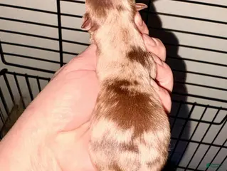 Pomeranian dogs Nova - Ad 4