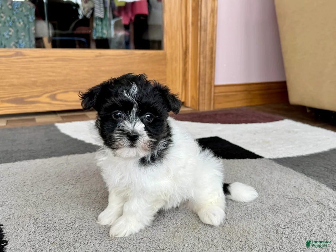 Havanese dogs for sale: Jared - Ad 8