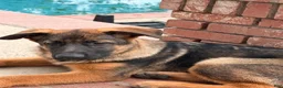 German Shepherd dogs for sale: Rose - Ad 7