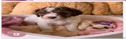 Cockapoo dogs for sale: Kylie - Ad 4