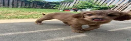 Mixed Breed dogs for sale: Bella - Ad 3