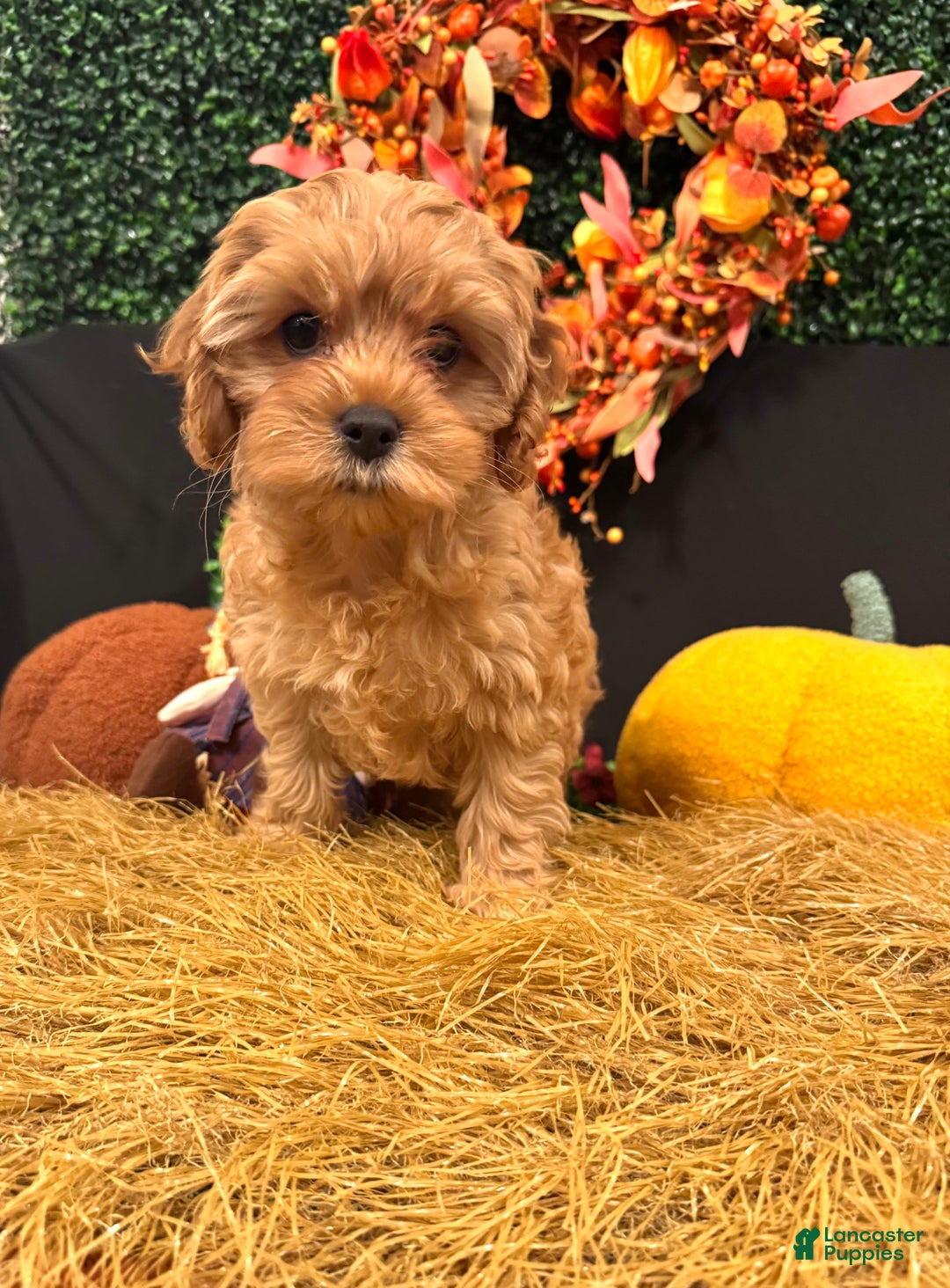 Cavapoo dogs for sale: Saffron  - Ad 3