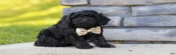 Miniature Poodle dogs for sale: Luca - Ad 3