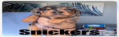 Miniature Dachshund 2