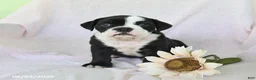 Olde English Bulldogge dogs for sale: Pixie - Ad 2