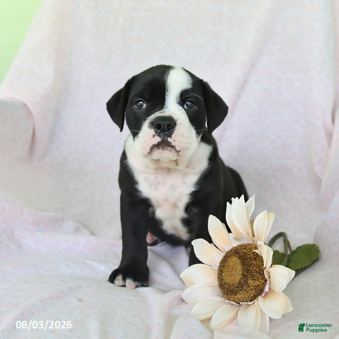 Olde English Bulldogge dogs for sale: Pixie - Ad 2