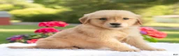 Golden Retriever dogs for sale: Sheba  - Ad 4