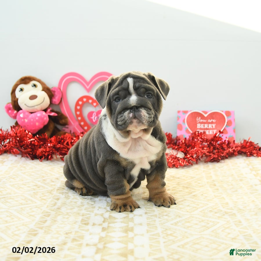 English Bulldog dogs Bree - Ad 6