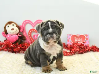 English Bulldog dogs Bree - Ad 6