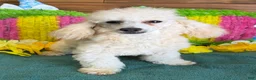Toy Poodle dogs for sale: Newton - Ad 4