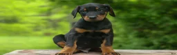 Doberman Pinscher dogs for sale:  Diesel (Black Rust)🐶🤎✨ - Ad 16