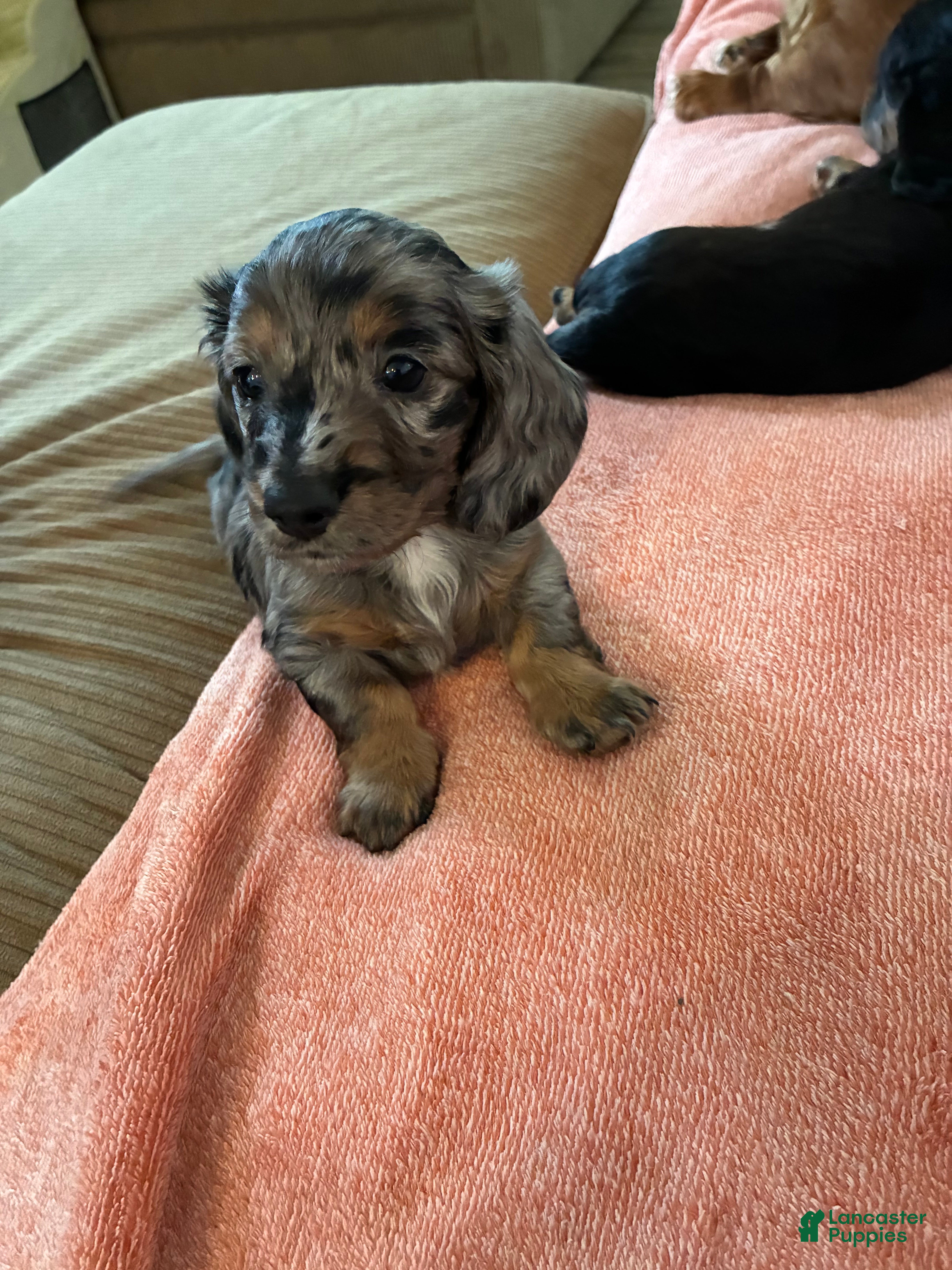 Miniature Dachshund dogs Miniature Dachshund Puppy 1 - Ad 1