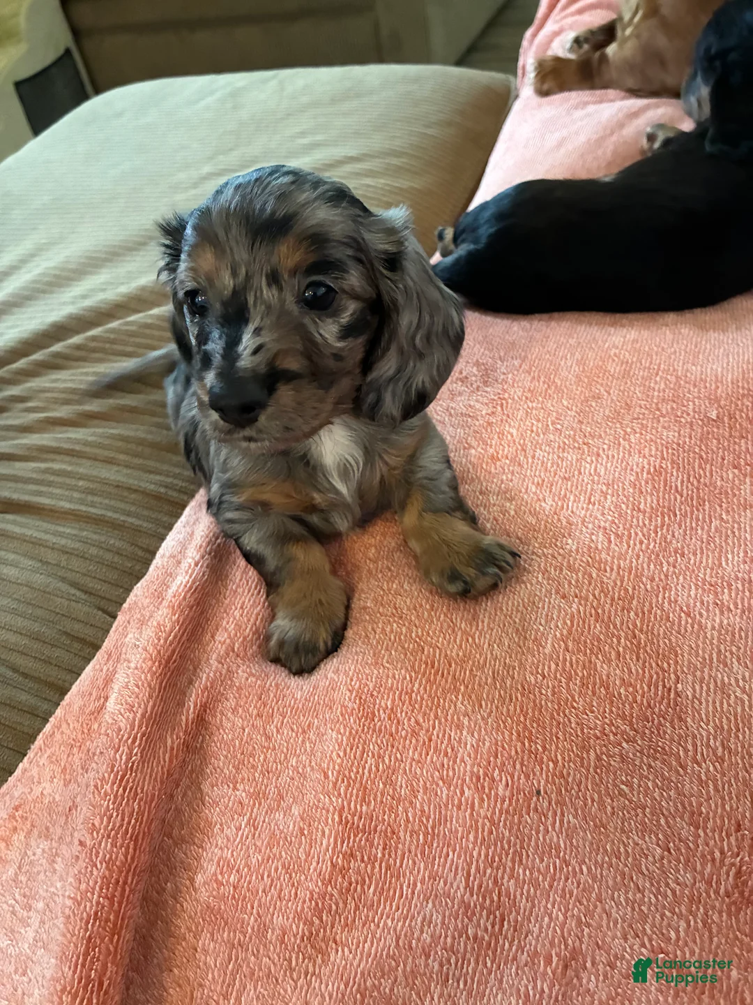 Miniature Dachshund dogs for sale: Miniature Dachshund Puppy 1 - Ad 1