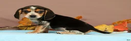 Beagle dogs for sale: Dash - Ad 3