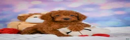 Cavapoo dogs for sale: Daisy - Ad 5