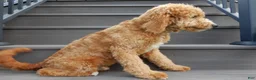 Mini Goldendoodle dogs for sale: Douglas - Ad 4