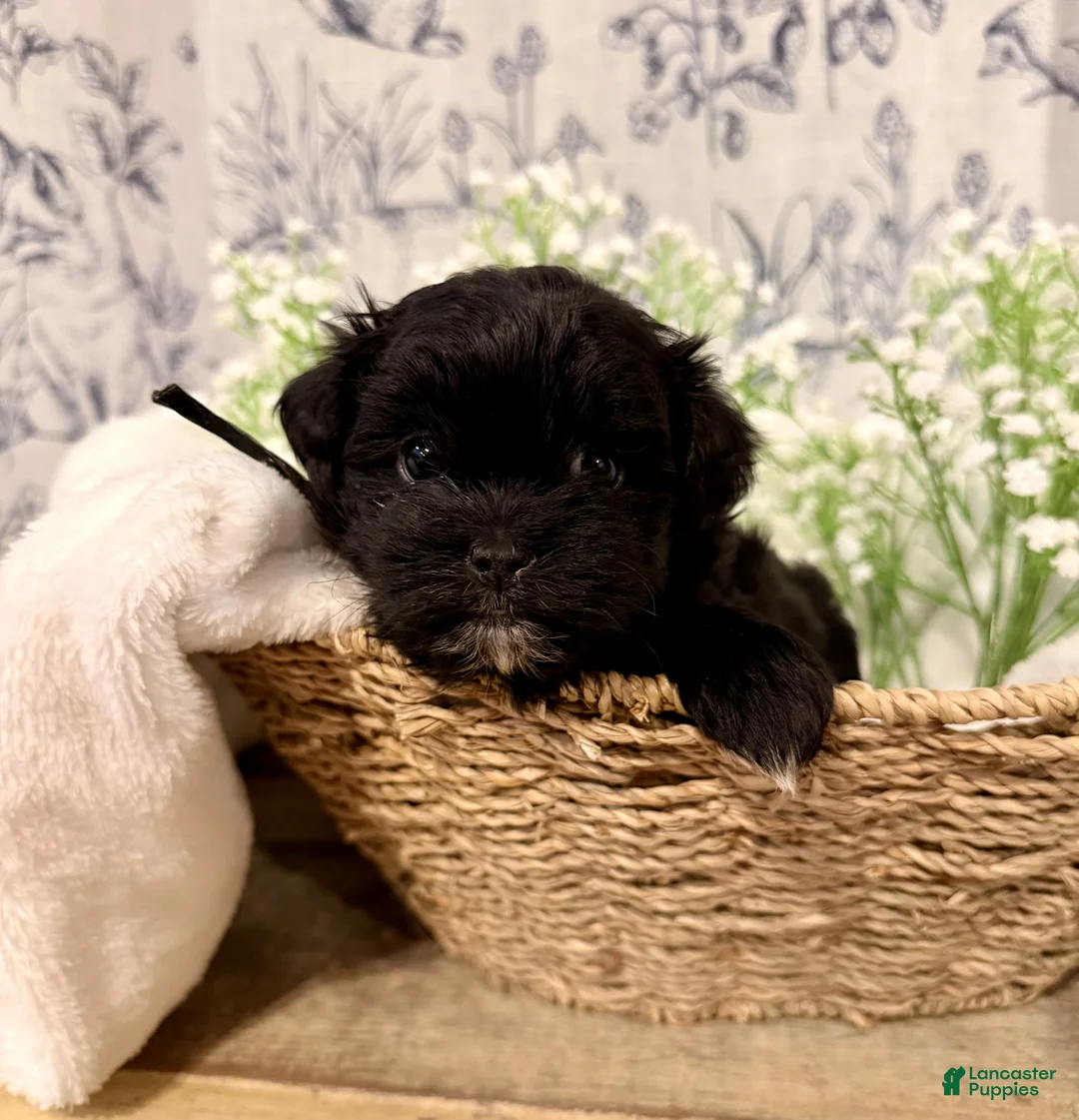 Shihpoo dogs for sale: Penny - Ad 1