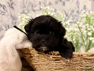 Shihpoo dogs Penny - Ad 31