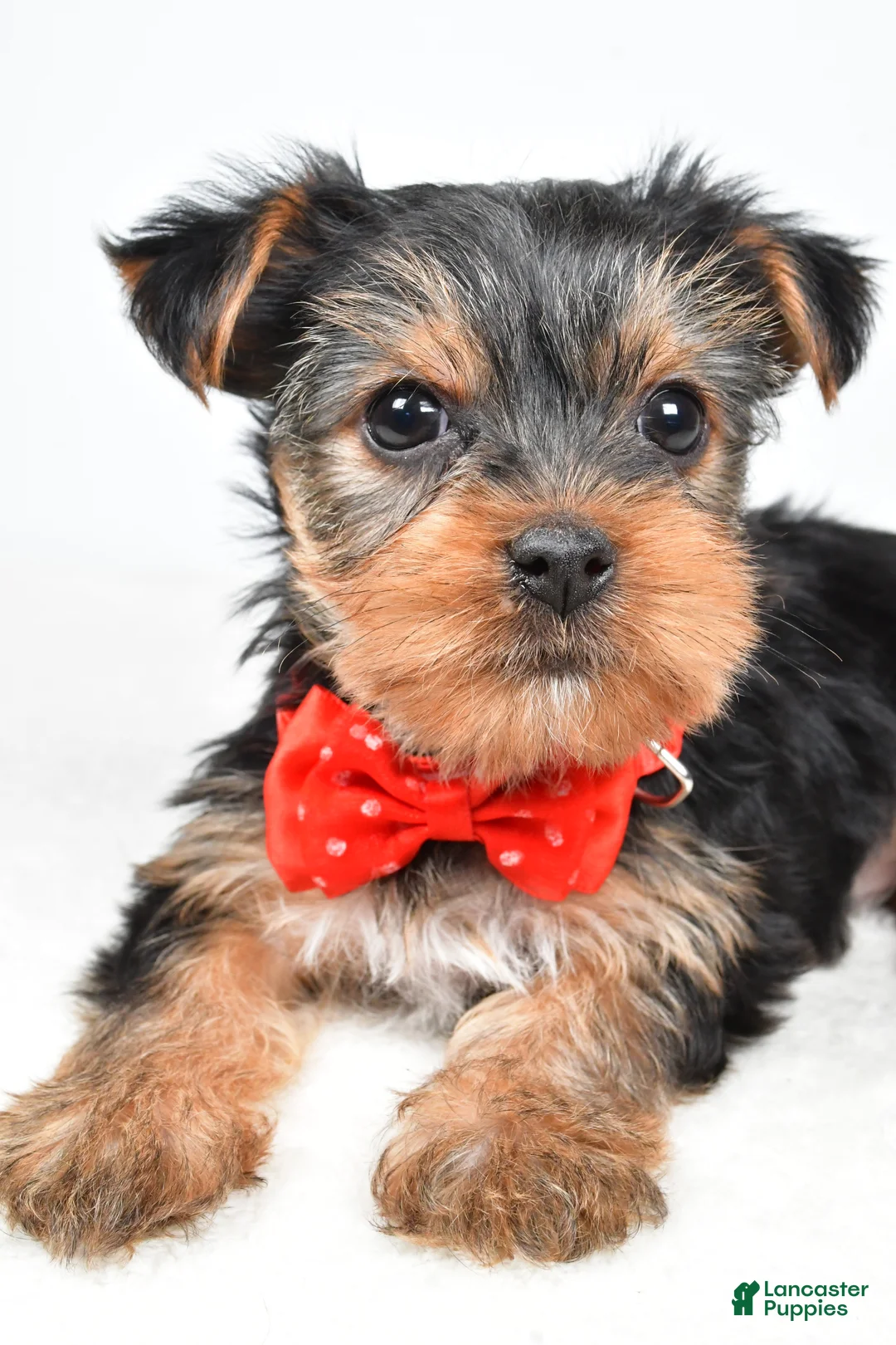 Yorkshire Terrier dogs for sale: Tommy - Ad 5