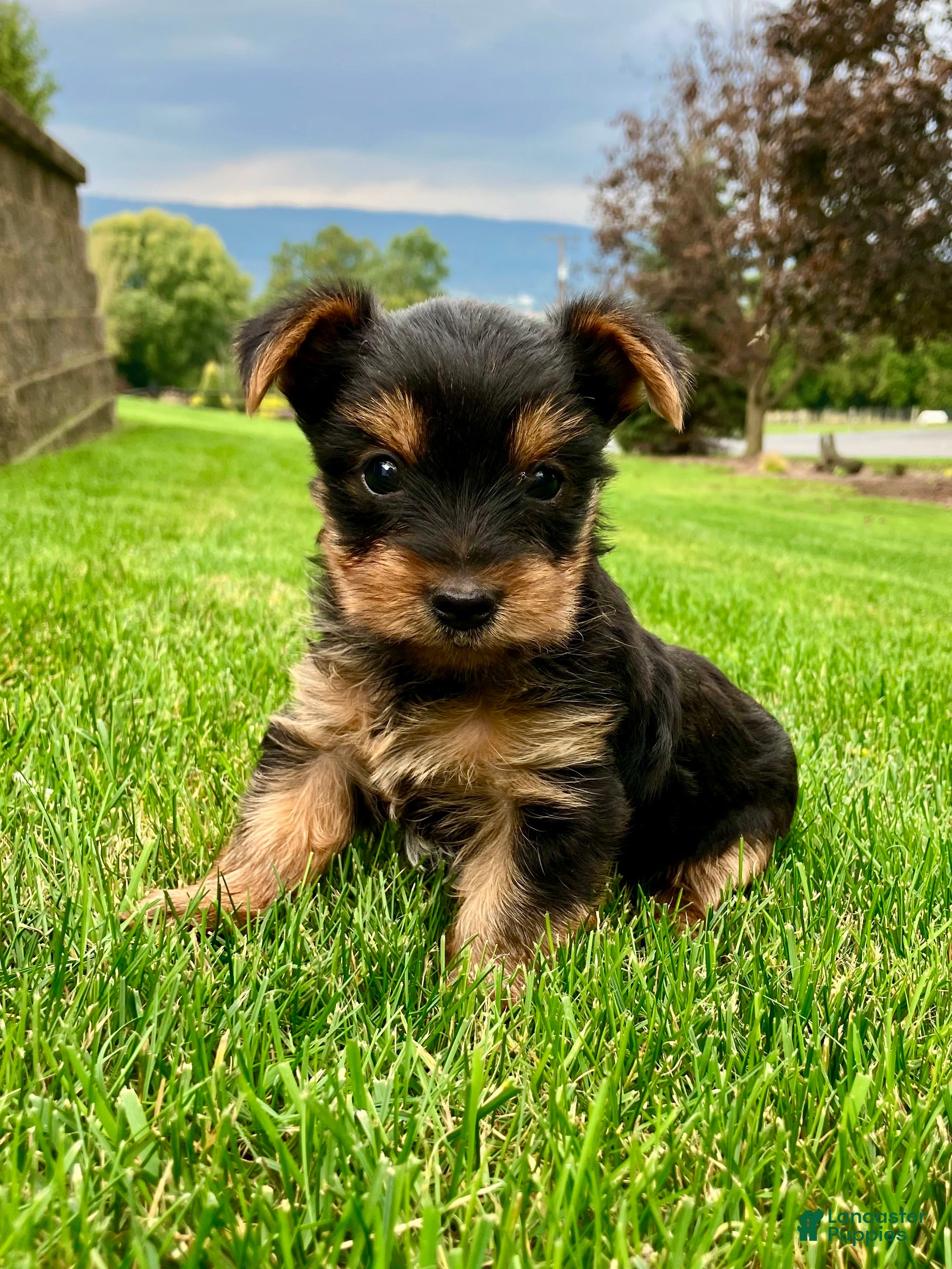 Yorkshire Terrier dogs Mia - Ad 1