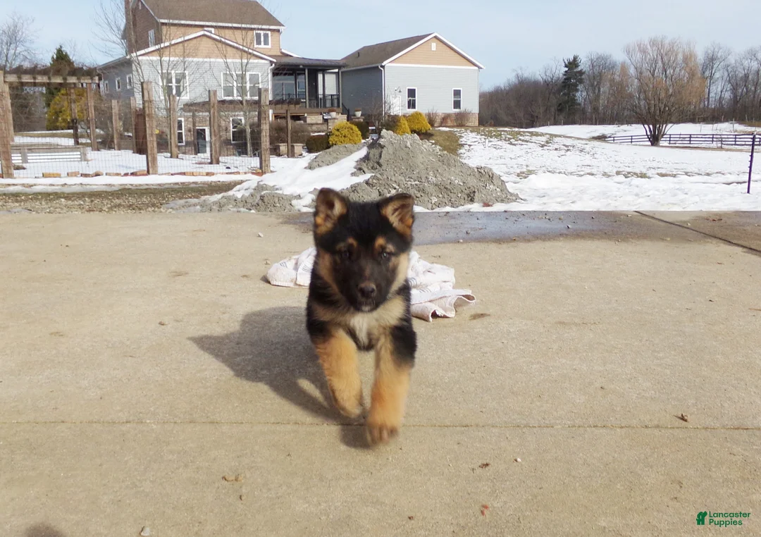 German Shepherd dogs for sale: Camile - Ad 3