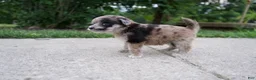 Mixed Breed dogs for sale: Dixie - Ad 3