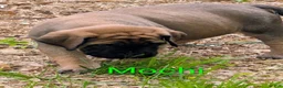 English Mastiff dogs for sale: English Mastiff Puppy 2 - Ad 5