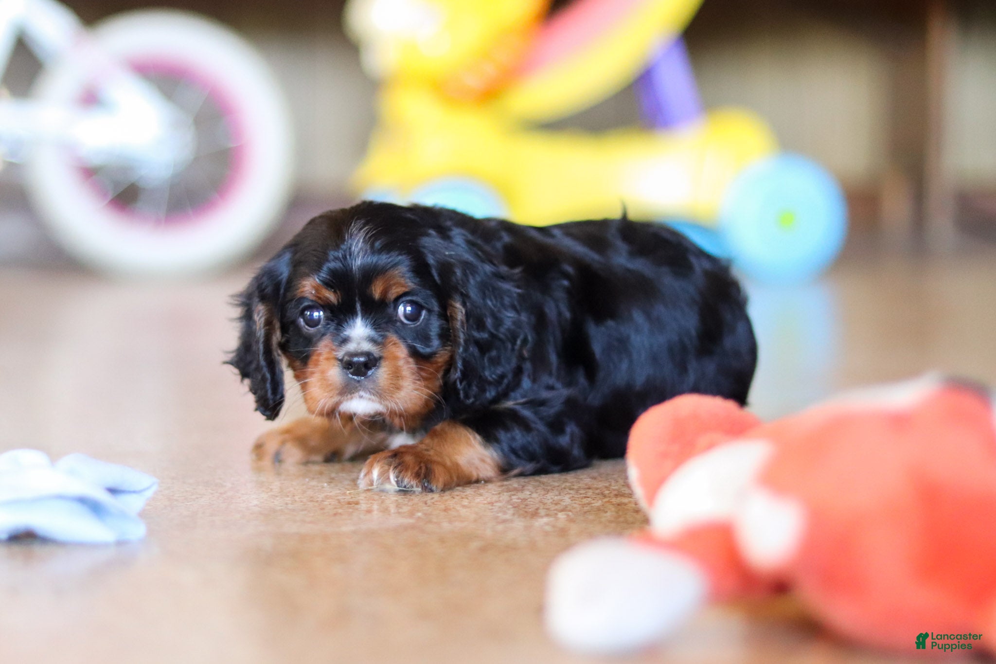 Cavalier King Charles Spaniel dogs for sale: Brock - Ad 7