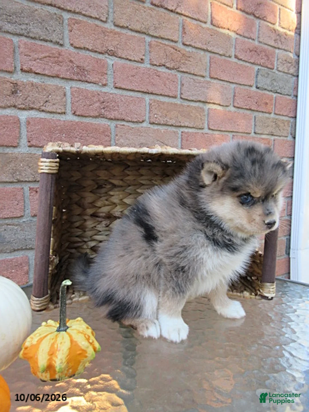 Pomsky dogs for sale: Oscar - Ad 4