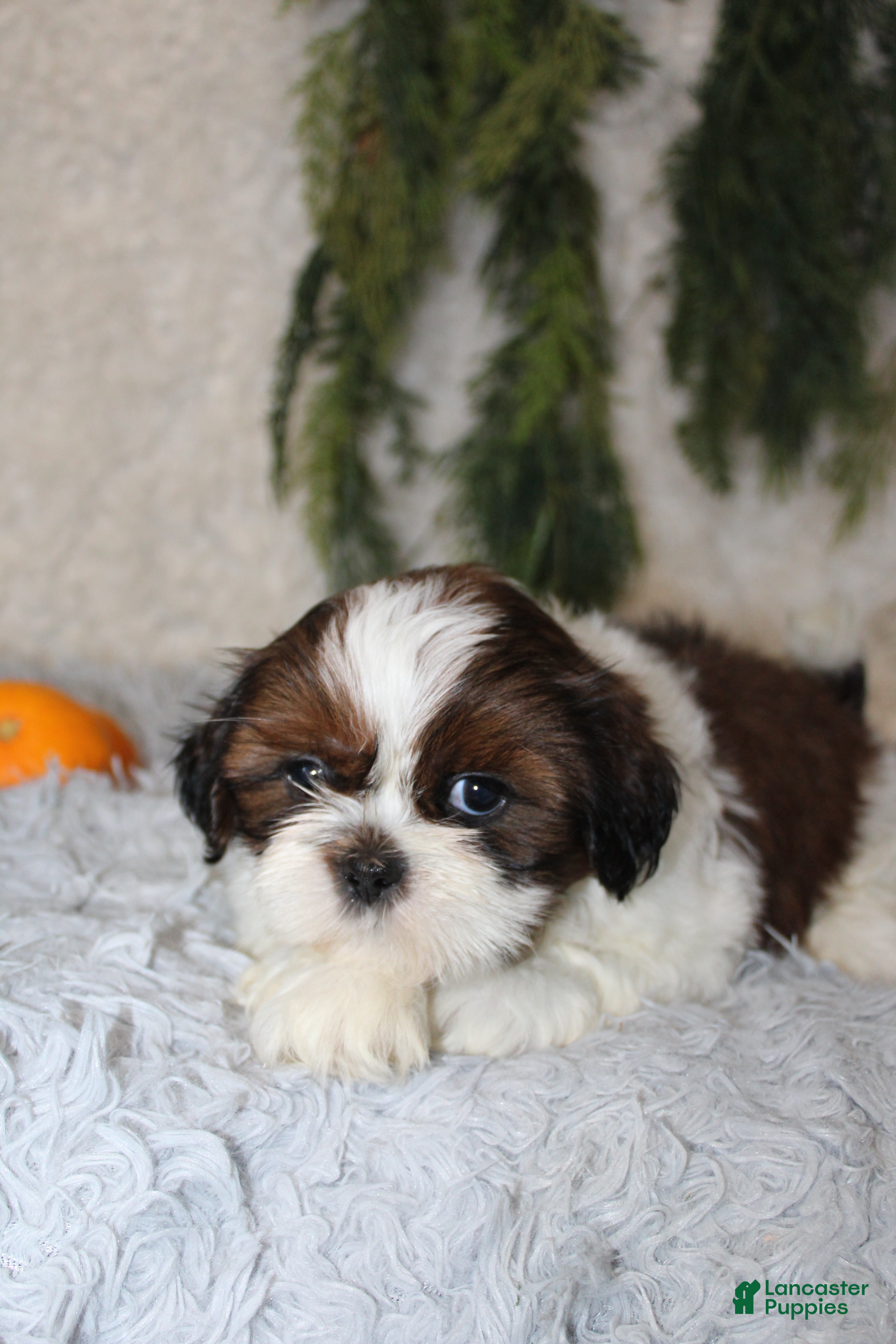 Shih Tzu (Shih Tzu, Male) in Orlando, FL