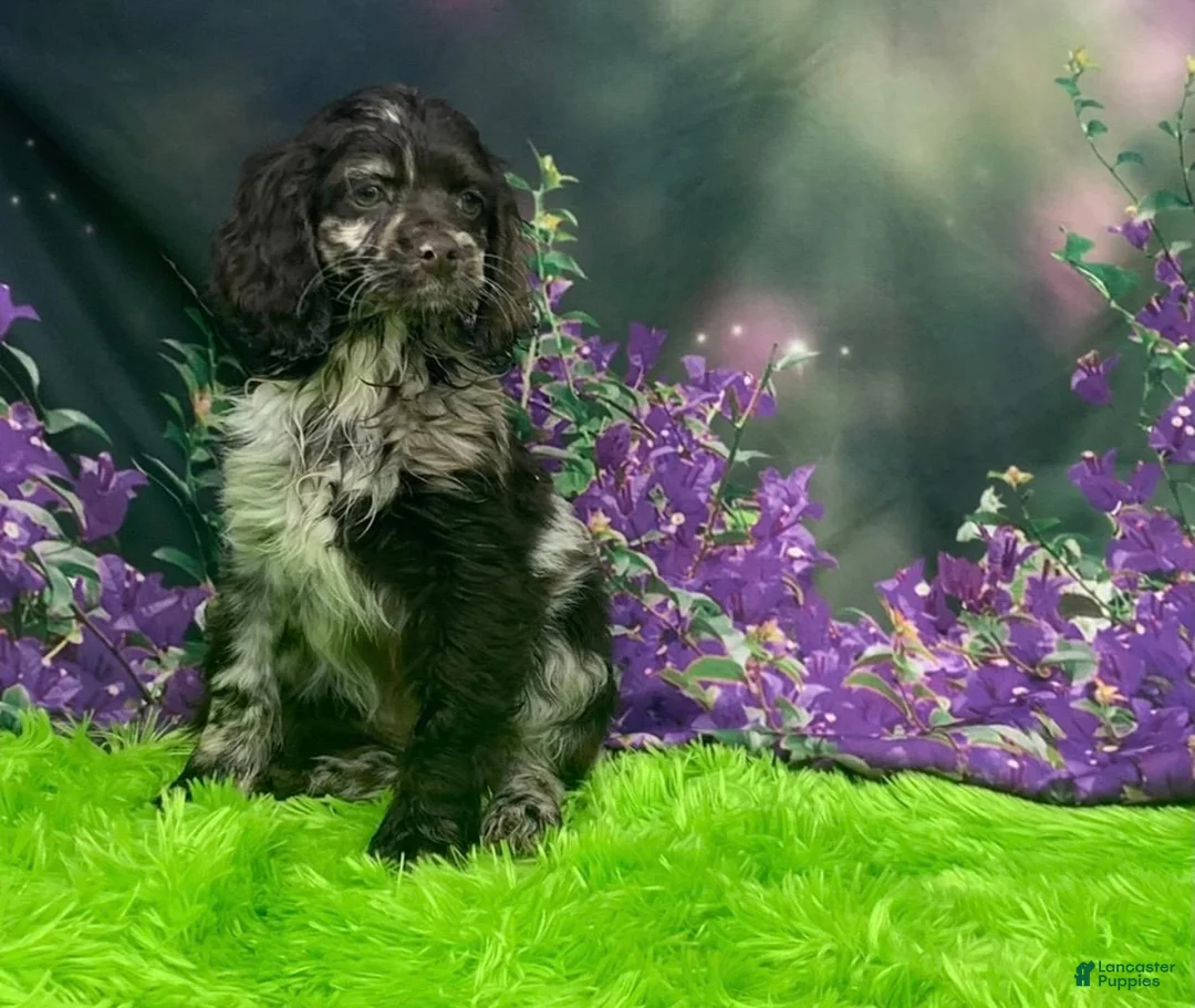 Cockapoo dogs for sale: Charlie - Ad 2