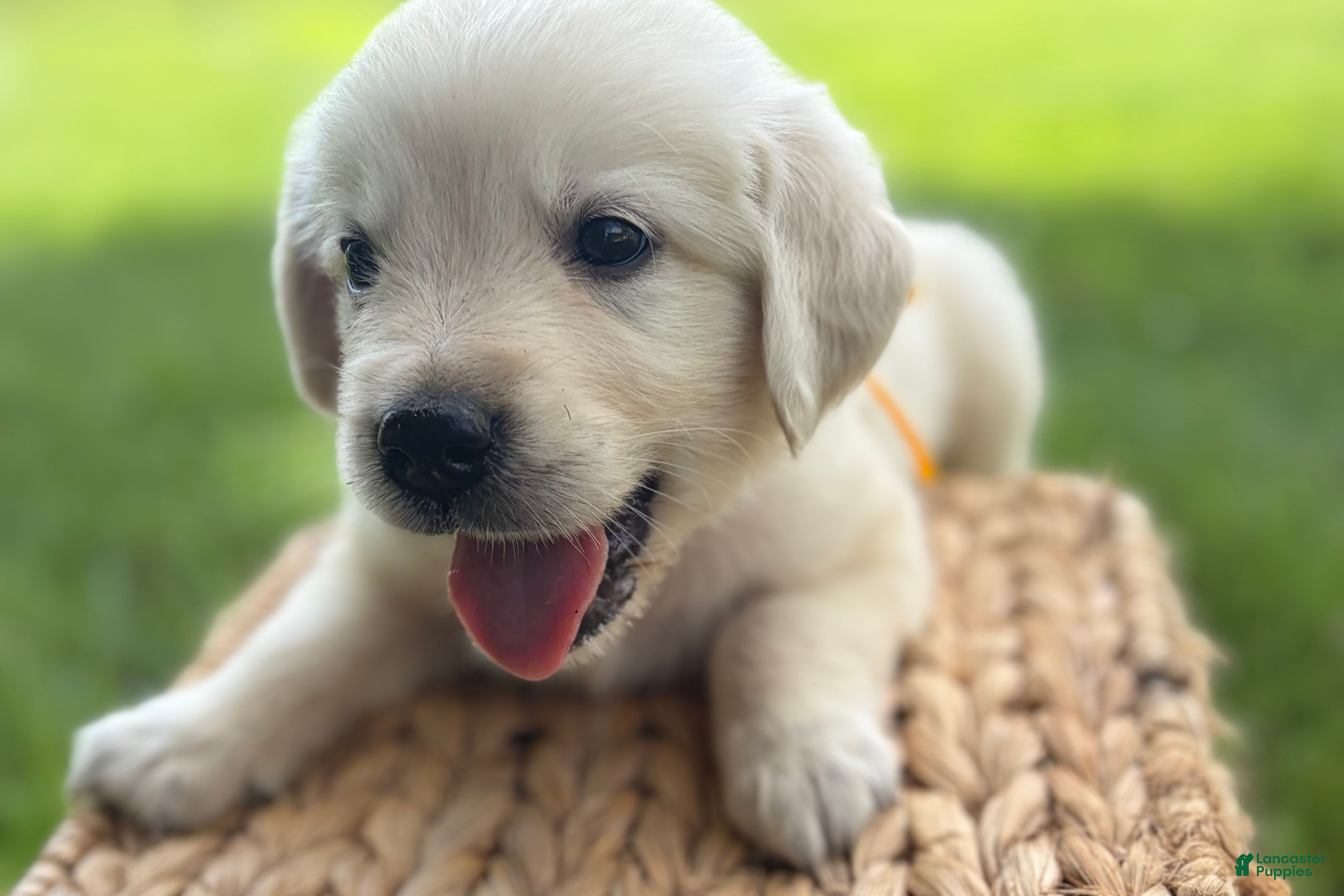 Golden Retriever dogs Yellow - Ad 2