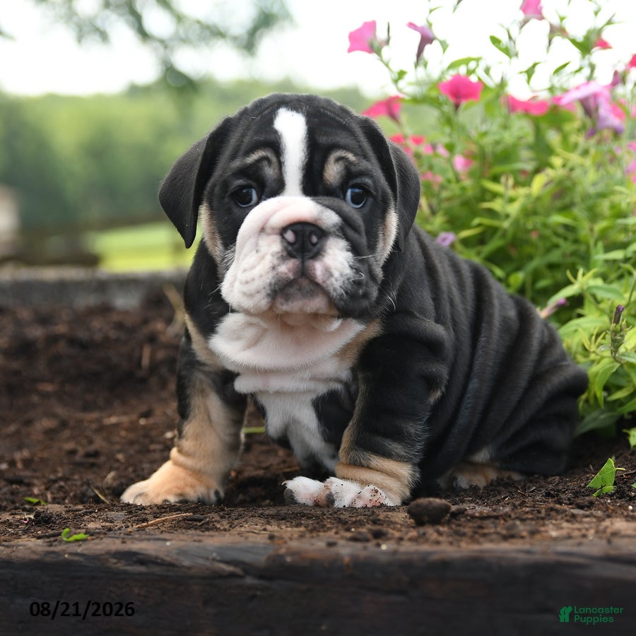 English Bulldog dogs Wolfgang - Ad 1