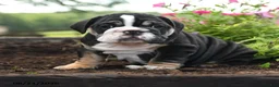 English Bulldog dogs for sale: Wolfgang - Ad 1